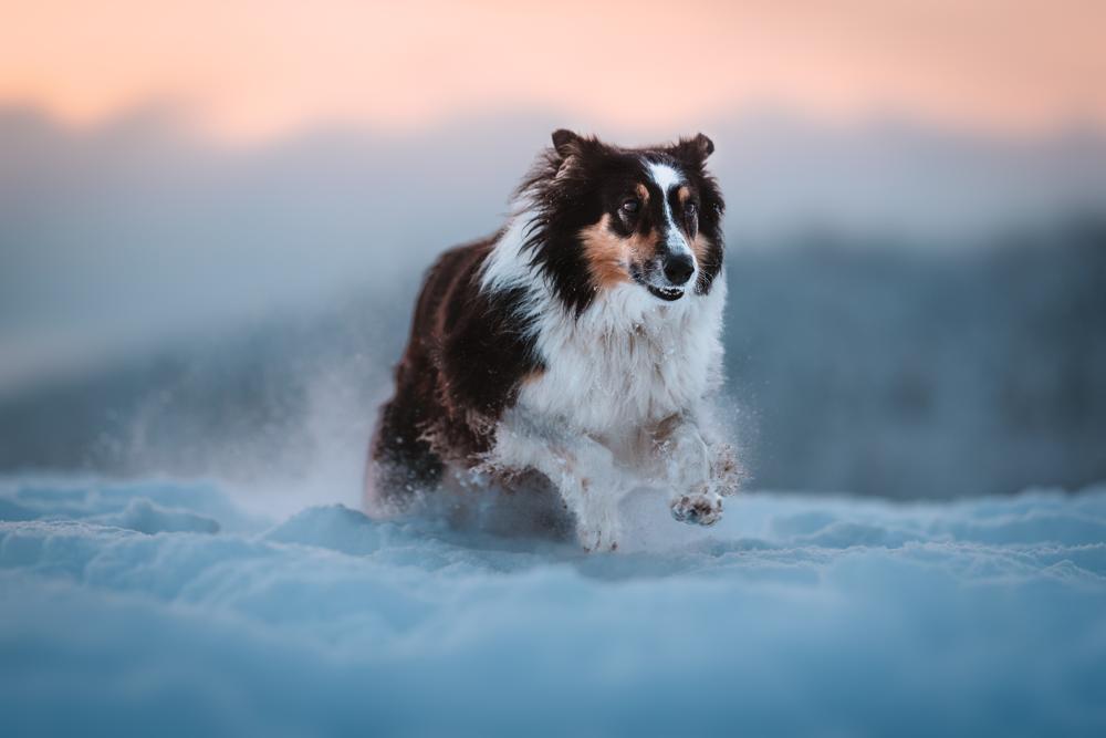 Schwarz-weißer Bordercollie, der bei Sonnenuntergang durch die Schneemassen auf den rechten Bildrand zurennt.